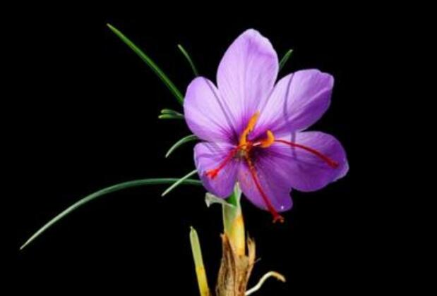 Değirmenci Konak - Görsel 39