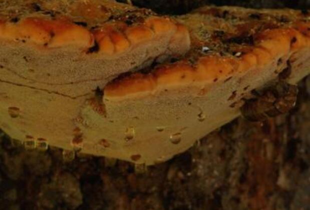 Değirmenci Konak - Görsel 30