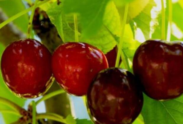 Değirmenci Konak - Görsel 24