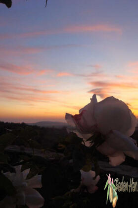 Badem Han Pansiyon - Görsel 3