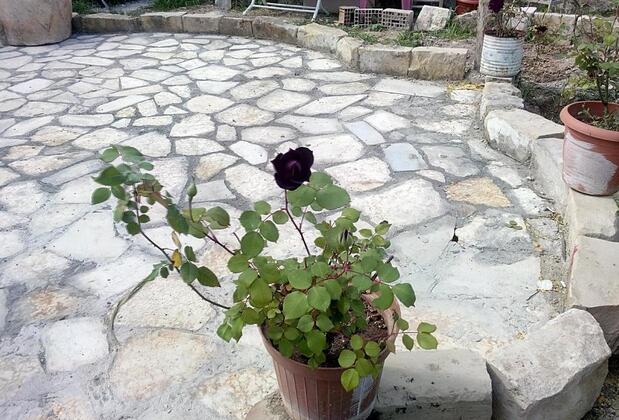 Homestay Halfeti Fırat Pansiyon - Görsel 4