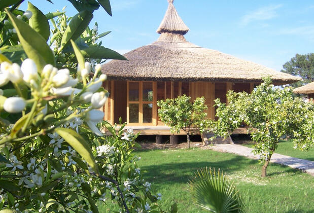 Arcadia Orange - Görsel 11