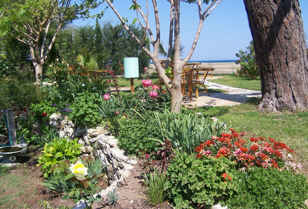 Arcadia Orange - Görsel 22