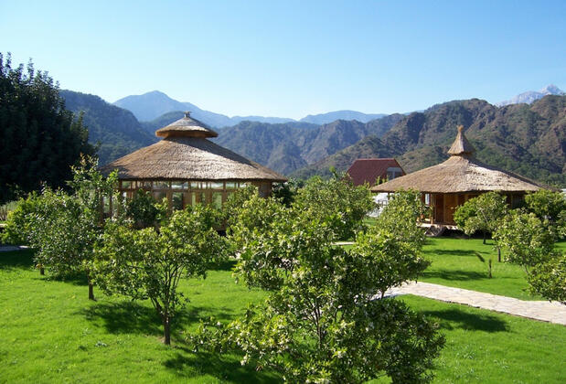 Arcadia Orange - Görsel 3