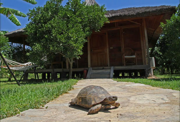 Arcadia Orange - Görsel 19