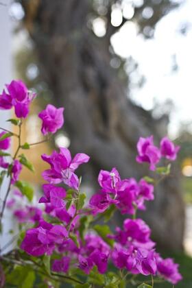Le Jardin D'oliviers Yalıkavak - Görsel 5