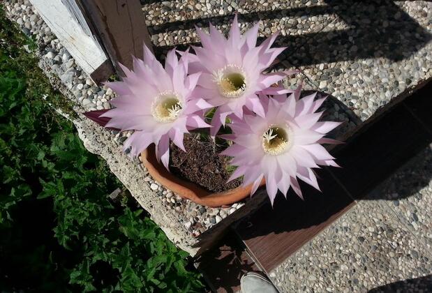 Kekikhan Butik Otel - Görsel 15