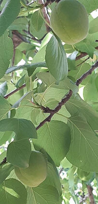 Kekik Hatun Köy Büyüsü - Görsel 23