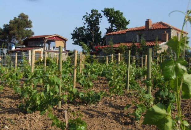 Bozcaada Karaf Bağevleri - Görsel 42