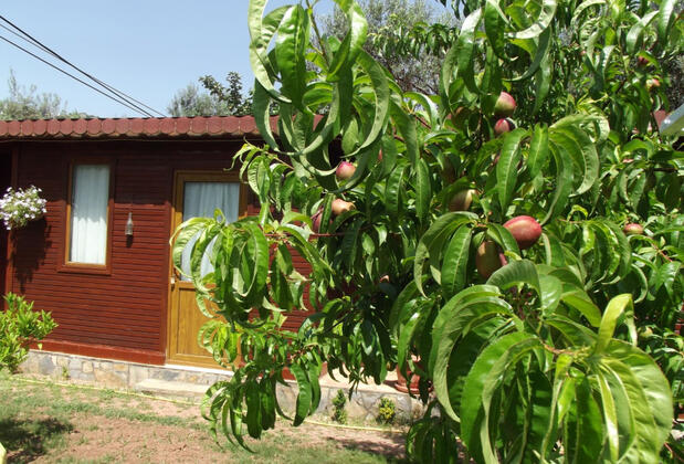 Assos Orchidee Bungalow - Görsel 3