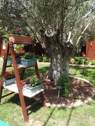 Assos Orchidee Bungalow - Görsel 50