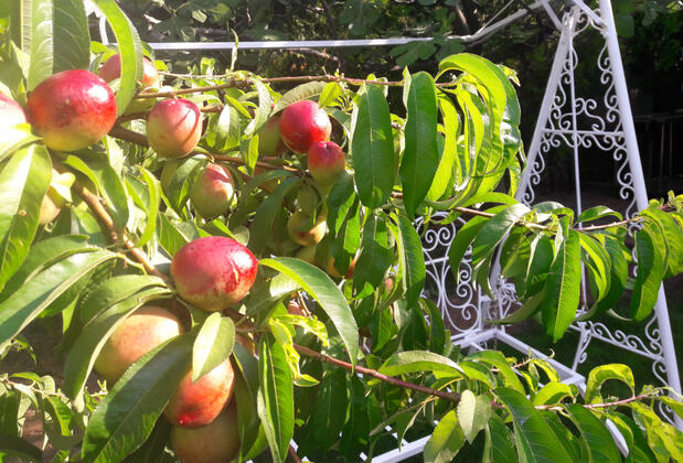 Assos Orchidee Bungalow - Görsel 46