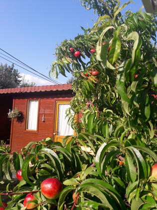 Assos Orchidee Bungalow - Görsel 4