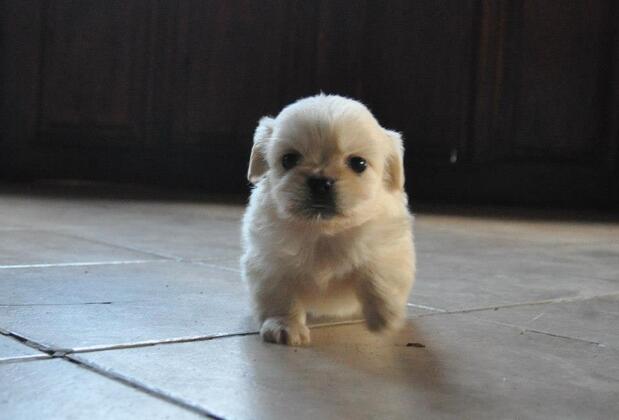 Assos Kanara Hotel - Görsel 22