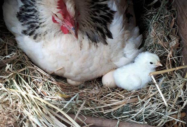 Assos Kanara Hotel - Görsel 26