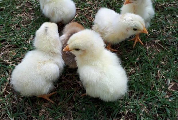 Assos Kanara Hotel - Görsel 23