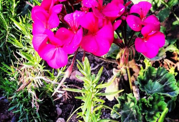 Kaynar Hotel - Görsel 5