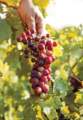 Efharisto Otel - Görsel 33