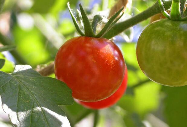 Efharisto Otel - Görsel 34