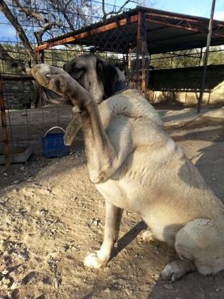 Mutlu Köy Nostalji Tatil Köyü - Görsel 3