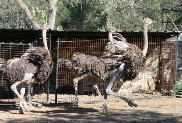Mutlu Köy Nostalji Tatil Köyü - Görsel 12