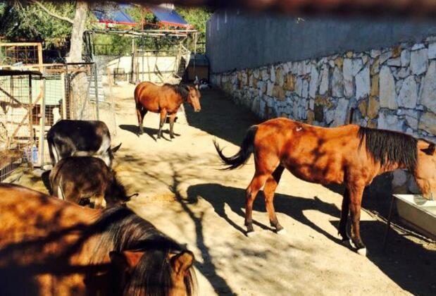 Mutlu Köy Nostalji Tatil Köyü - Görsel 38