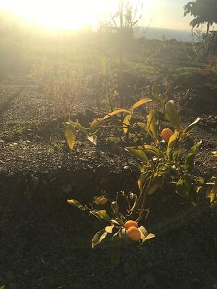 Göknar Knidos Otel - Görsel 10
