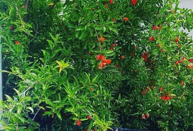 Mandalin Butik Otel Çeşme - Görsel 7