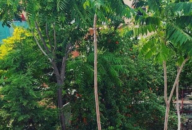 Mandalin Butik Otel Çeşme - Görsel 12