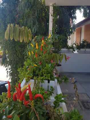 Bi' Oda Bi' Balkon by Barba Saranda - Görsel 8