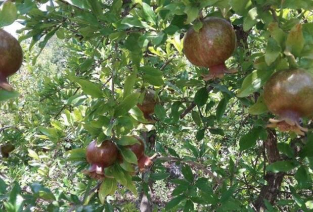 Angora Bungalows - Görsel 37