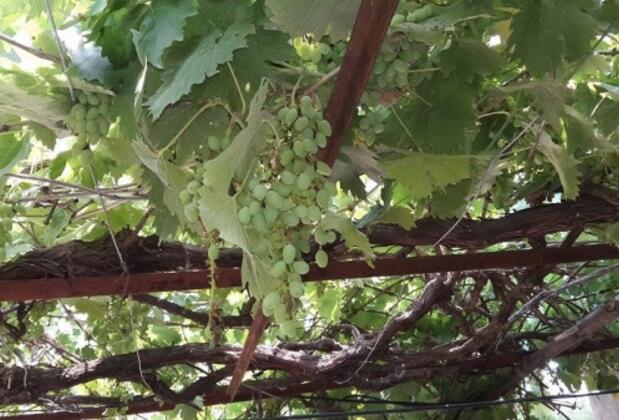 Angora Bungalows - Görsel 35