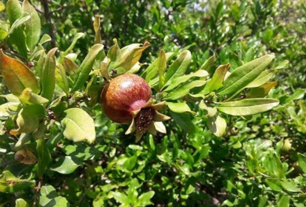 Angora Bungalows - Görsel 36