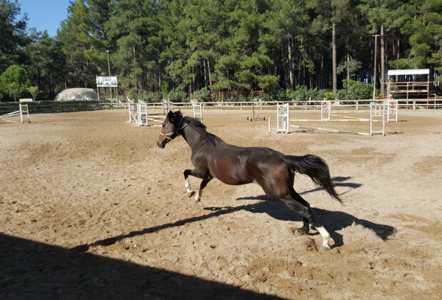 Orfe Tatil Köyü - Görsel 16