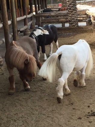 Orfe Tatil Köyü - Görsel 3