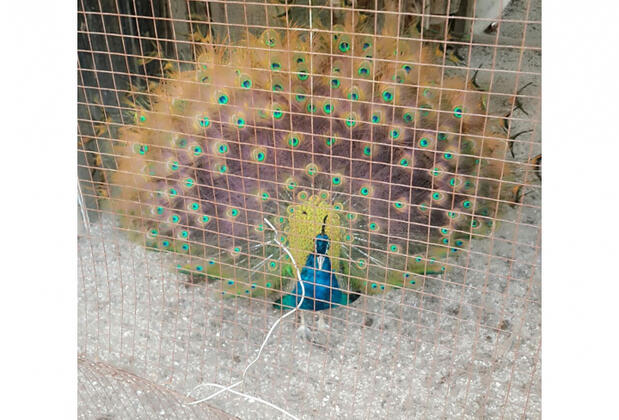 Orfe Tatil Köyü - Görsel 26