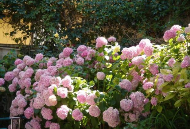 Bonjour Guesthouse - Görsel 9