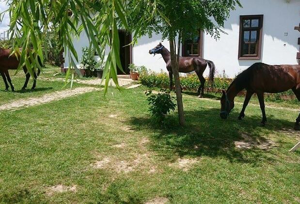 Daday Barış Atlı Turizm - Görsel 27