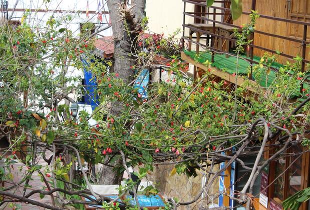 Lazer Pansiyon - Görsel 39