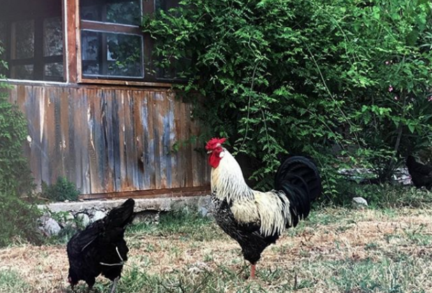 Faralya Hotel Nihan's Kitchen - Görsel 21