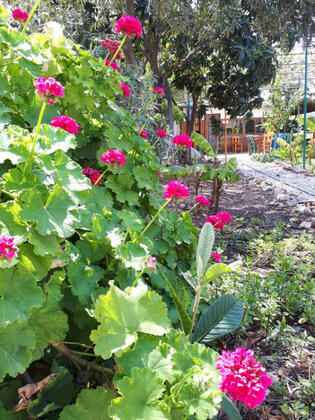 Suleyman's Garden - Görsel 23