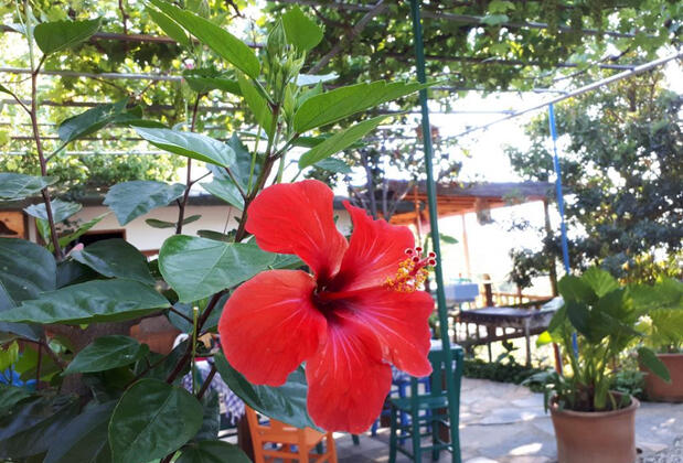 Suleyman's Garden - Görsel 5