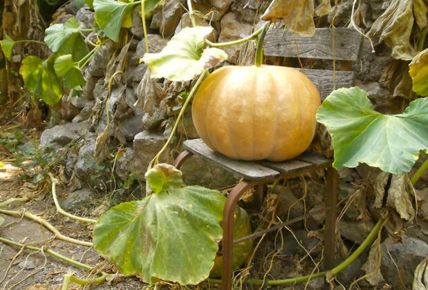 Suleyman's Garden - Görsel 11