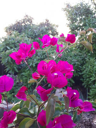 Suleyman's Garden - Görsel 16