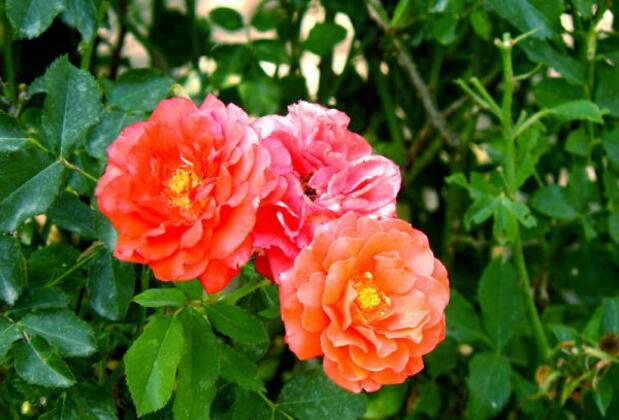 Zorbey Pansiyon - Görsel 16