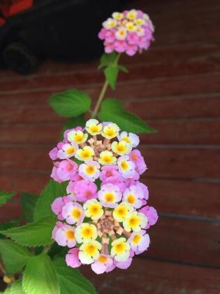 Ağva Villa D'or Butik Otel - Görsel 5