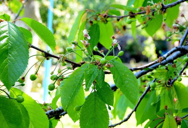 Garden Butik Otel - Görsel 32