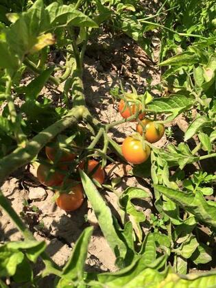 Garden Butik Otel - Görsel 19