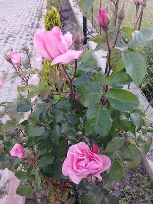 Özcanlar Otel - Görsel 7