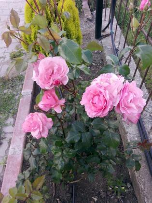 Özcanlar Otel - Görsel 4